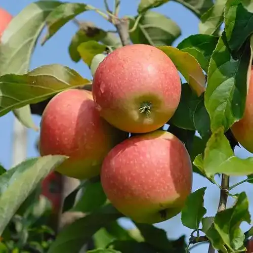 Apfelbaum Artländer Pflanzenhof Pinova, Winterapfel, 120-140cm
