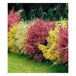 Heckenpflanzen BALDUR Garten Ginster-Hecke Tricolor, 3 Pflanzen