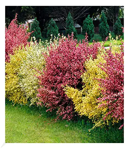 Heckenpflanzen BALDUR Garten Ginster-Hecke Tricolor, 3 Pflanzen
