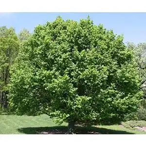 Hainbuche Müller Münchehof GmbH Baum des Jahres 1996