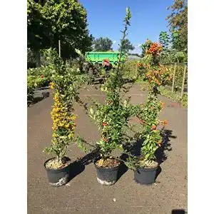 Feuerdorn Redwood Service GmbH, 3 Stck. je 40-60 cm