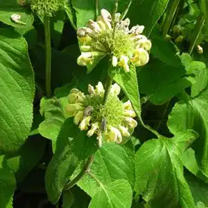 Brandkraut Blumixx Stauden Phlomis russeliana, syrisches