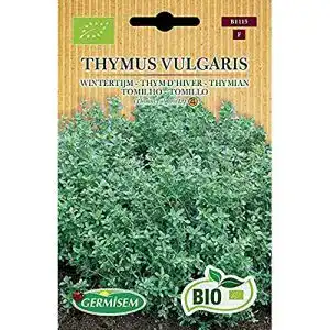 Thymian-Samen Germisem Thymian THYMUS VULGARIS