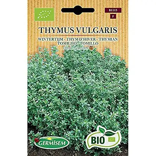 Thymian-Samen Germisem Thymian THYMUS VULGARIS