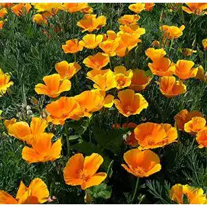 Mohn-Samen Samen Schenker Kalifornischer Goldmohn