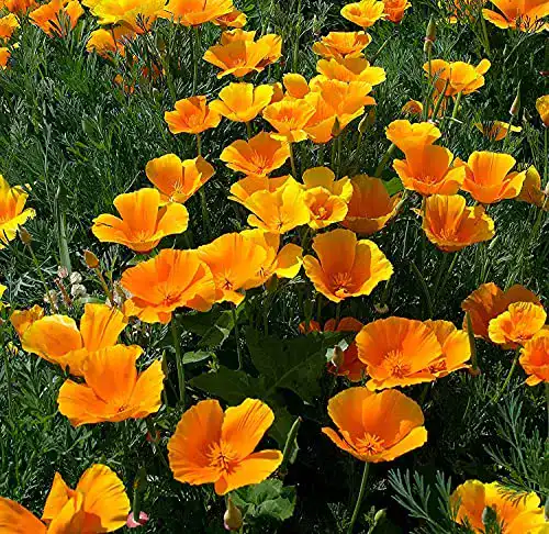 Mohn-Samen Samen Schenker Kalifornischer Goldmohn