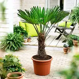 Chinesische Hanfpalme BAKKER Trachycarpus fortunei 130-140 cm