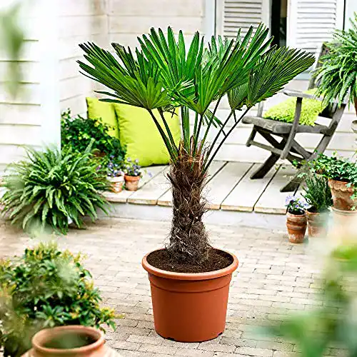 Chinesische Hanfpalme BAKKER Trachycarpus fortunei 130-140 cm