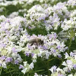 Bergminze Blumixx Stauden Pycnanthemum tenuifolium