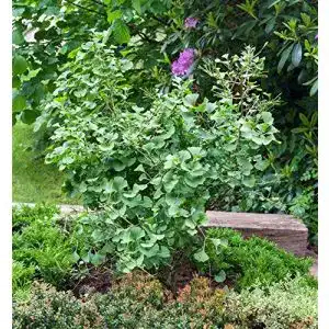 Ginkgobaum PlantaPro Fächerblattbaum Ginkgo biloba