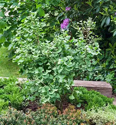 Ginkgobaum PlantaPro Fächerblattbaum Ginkgo biloba