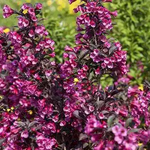 Weigelie Pflanzen Für Dich florida ‘Victoria’ Zierstrauch 60-80cm