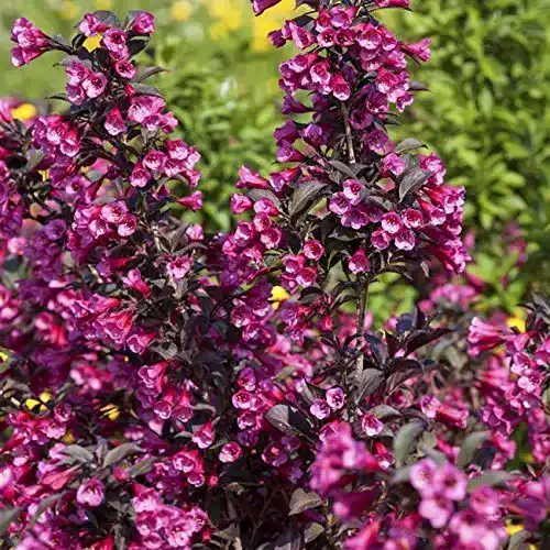 Weigelie Pflanzen Für Dich florida ‘Victoria’ Zierstrauch 60-80cm