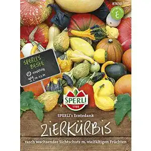 Zierkürbis-Samen Sperli -Samen Zierkürbis Gross-