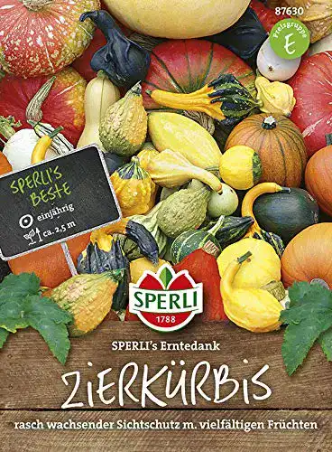 Zierkürbis-Samen Sperli -Samen Zierkürbis Gross-
