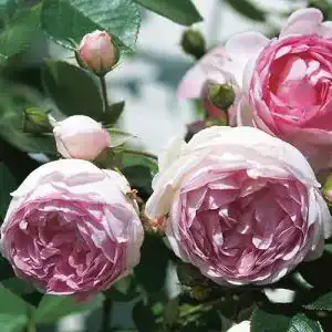 Kletterrose Kölle’s Beste! „Jasmina (Premium) violett-rosa blühend