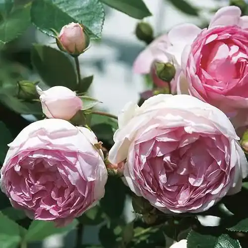 Die beste Kletterrose Kölle's Beste! „Jasmina (Premium) violett-rosa blühend 2026 Test Bestseller Kletterrose Kölle’s Beste! „Jasmina (Premium) violett-rosa blühend