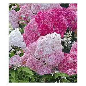 Rispenhortensie BALDUR Garten Vanille Fraise®