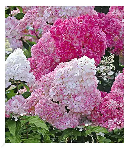 Rispenhortensie BALDUR Garten Vanille Fraise®