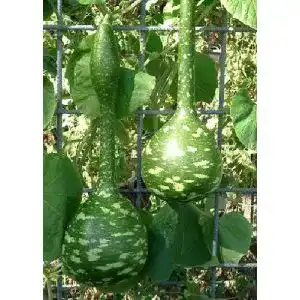 Kalebassen-Samen Tropica – Kürbis – Riesen – Flaschenkürbis
