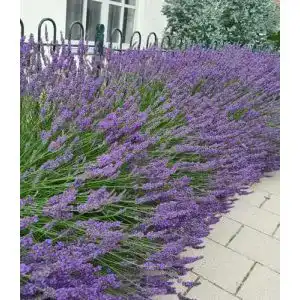 Lavendel-Pflanze BALDUR Garten Lavendel ‘Phenomenal®