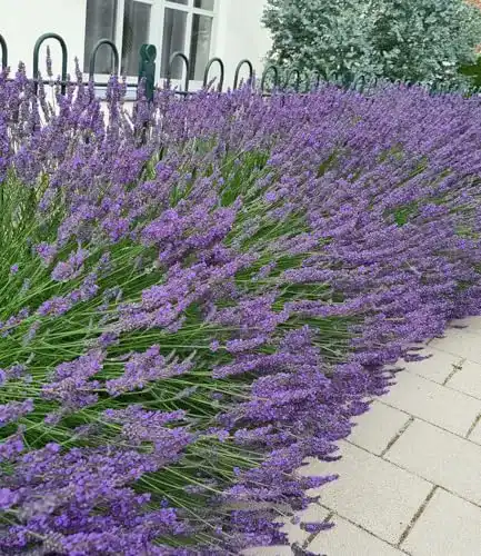 Lavendel-Pflanze BALDUR Garten Lavendel ‘Phenomenal®