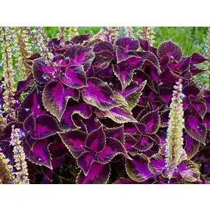 Buntnessel-Samen Grow Your Secret Garden, ‘Black Dragon’