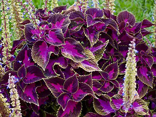 Buntnessel-Samen Grow Your Secret Garden, ‘Black Dragon’