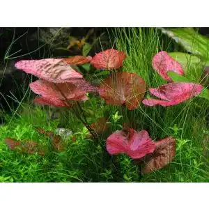 Aquarium-Pflanzen Gärtnerei – Garnelio Garnelio – 3 x Tigerlotus