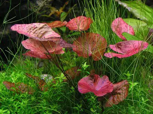 Aquarium-Pflanzen Gärtnerei – Garnelio Garnelio – 3 x Tigerlotus