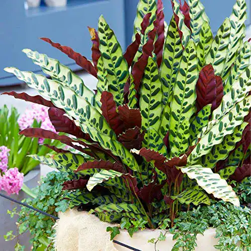 Korbmarante GardenersDream Calathea Lancifolia