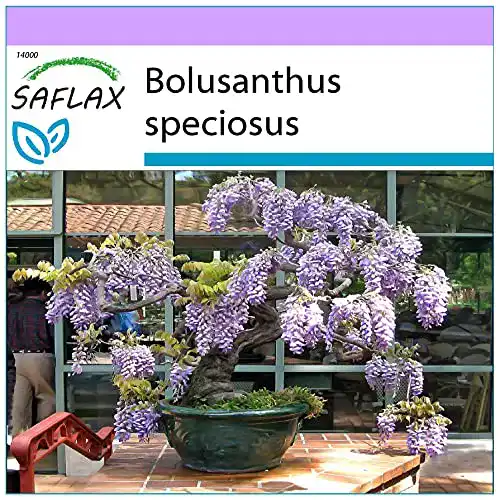 Bonsai-Samen Saflax, Bonsai, Afrikanischer Blauregen, 15 Samen