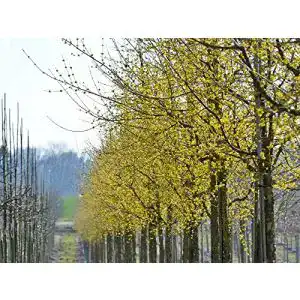 Kornelkirsche Garten von Ehren Cornus mas, 40-60 cm hoch