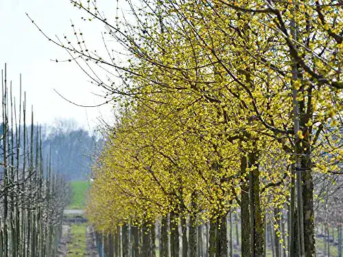 Kornelkirsche Garten von Ehren Cornus mas, 40-60 cm hoch
