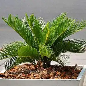 Cycas-Palme GardenersDream Premium Cycas Revoluta 30-40 cm