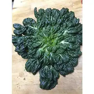 Pak-Choi-Samen Seedeo ® Tatsoi-Rosetten Pak Choi, 500 Samen