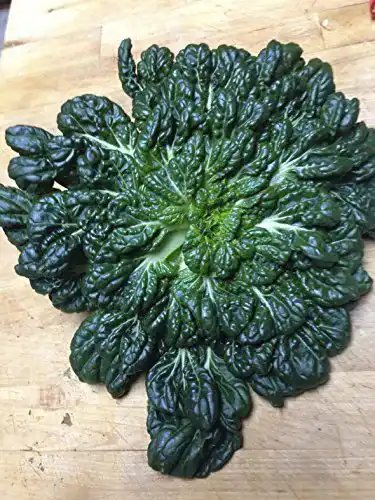 Pak-Choi-Samen Seedeo ® Tatsoi-Rosetten Pak Choi, 500 Samen
