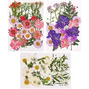 Getrocknete Blumen Veraing 105 Stück Natürlich, gemischt
