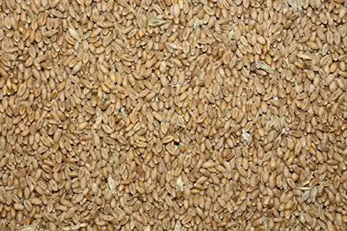 Futterweizen FutterXL 25 kg Weizen, direkt vom Landwirt