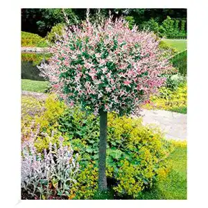 Zierbäume winterhart BALDUR Garten Salix-Stämmchen “Hakuro