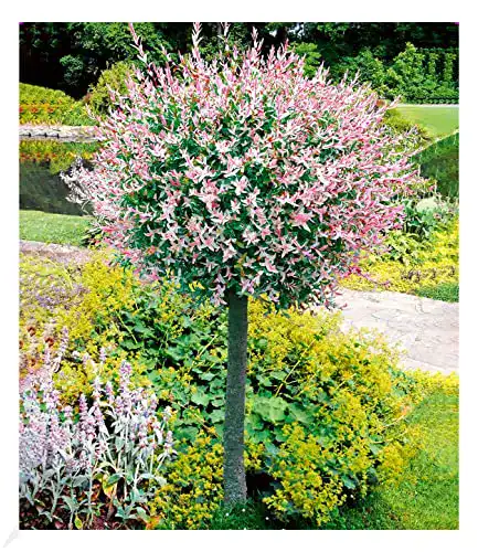 Zierbäume winterhart BALDUR Garten Salix-Stämmchen “Hakuro