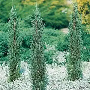 Wacholder-Pflanze Garten Schlüter Raketen-Wacholder