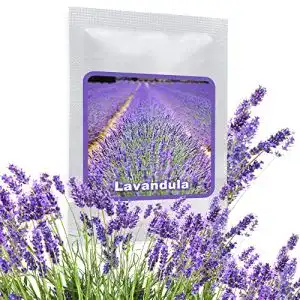 Lavendel-Samen Magic of Nature Echter Lavendel ca.150 Samen