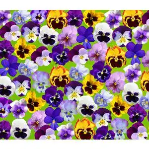 Hornveilchen-Samen Samen Schenker Horn-Veilchen Bambini Mix – Viola