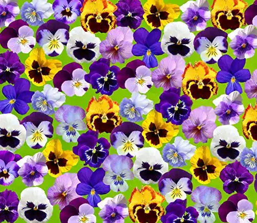 Hornveilchen-Samen Samen Schenker Horn-Veilchen Bambini Mix – Viola