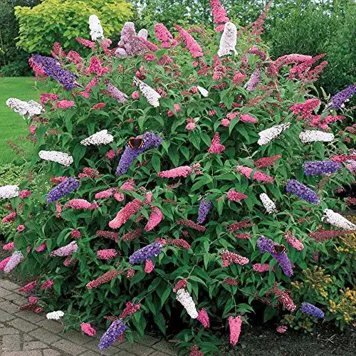 Exotische Blumen GardenersDream 1 x Buddleia dreifarbig